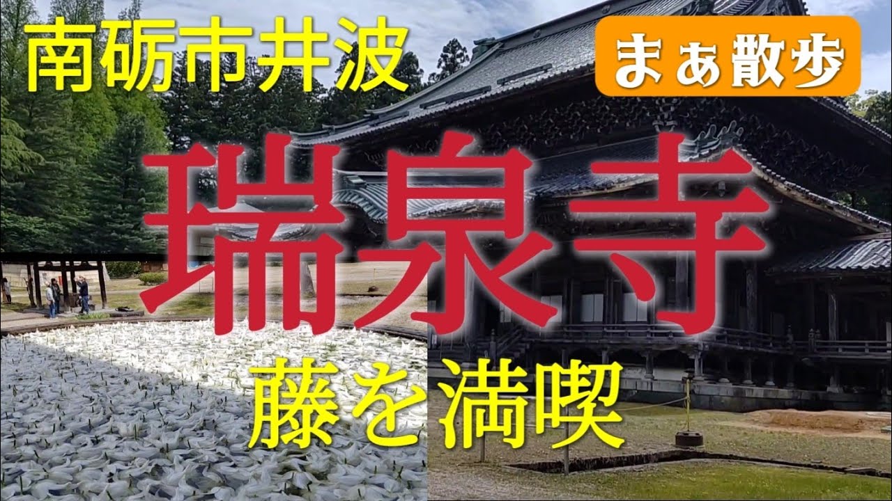 【観光】瑞泉寺で藤を満喫する　富山県南砺市井波