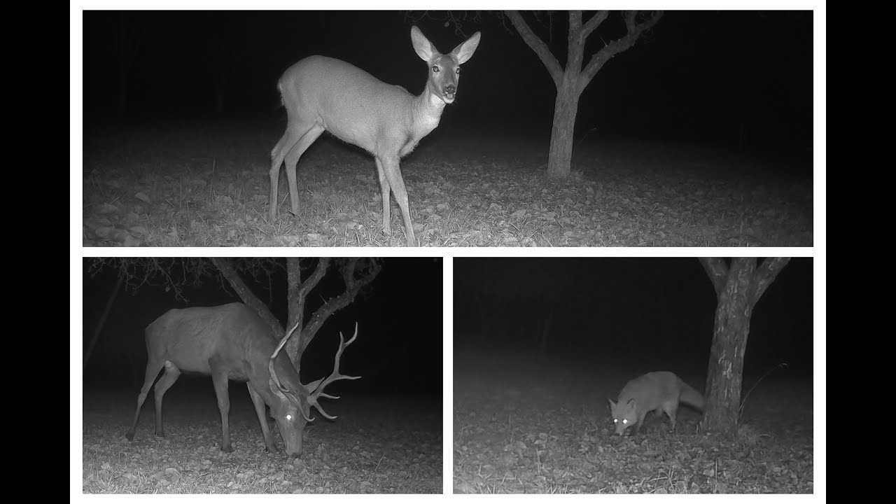 Wildlife in an apple orchard