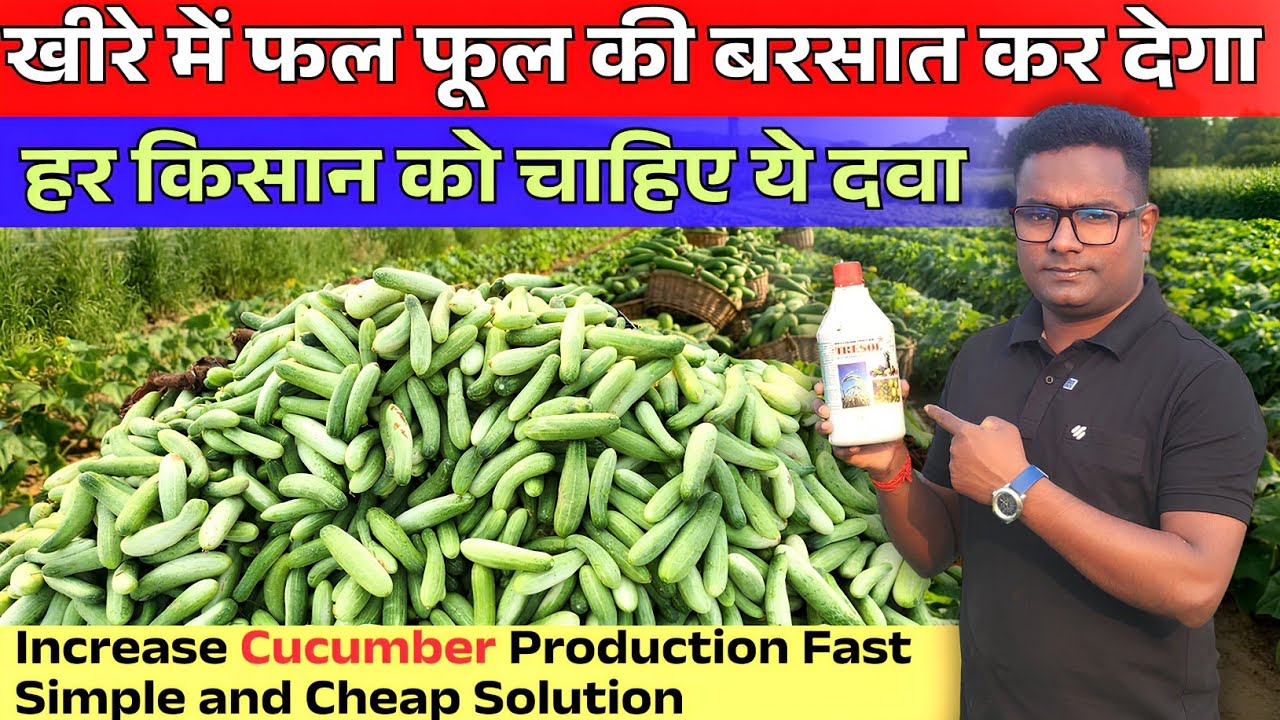 खीरे में फूल फल बढ़ाने की जबरदस्त दवा Increase Cucumber Production Fast | Simple and Cheap Solution