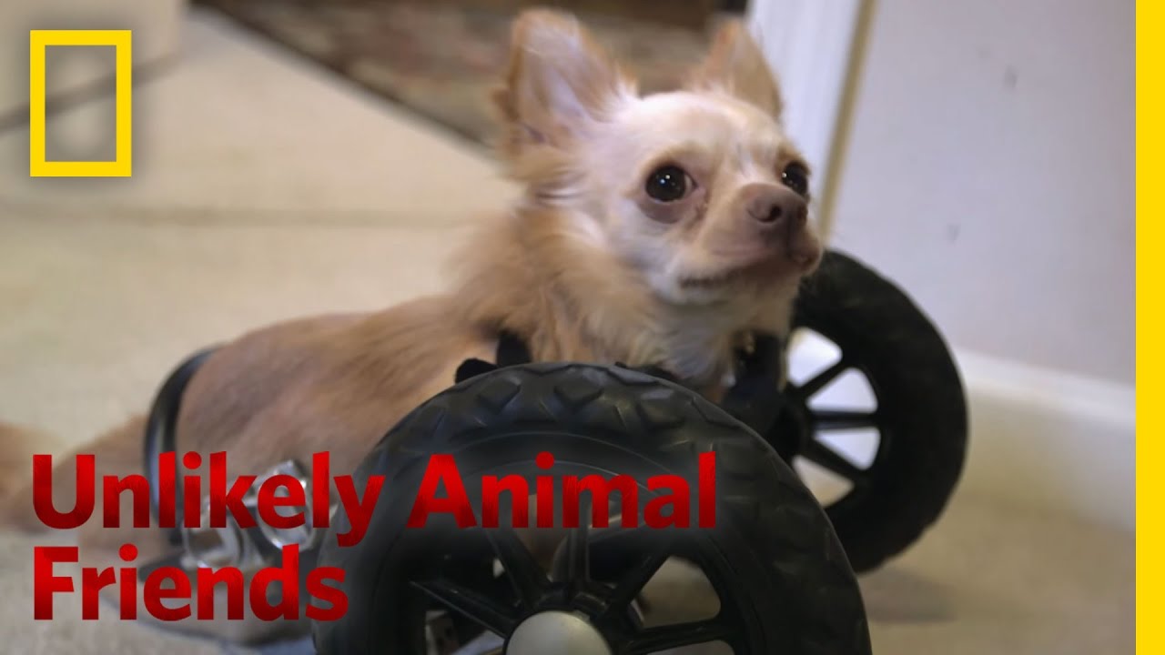 Rolling with the Chicks | Unlikely Animal Friends