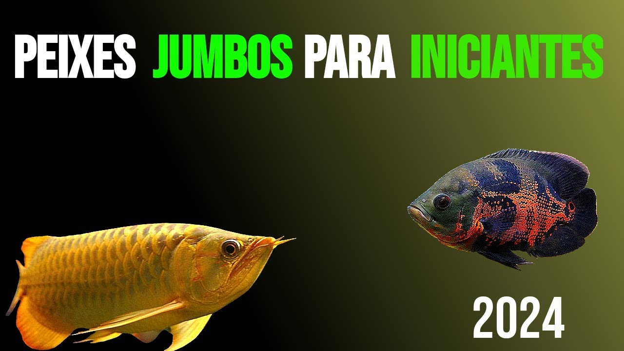 5 Peixes JUMBOS para INICIANTES em 2024 #jumbo #aquarismo #peixes