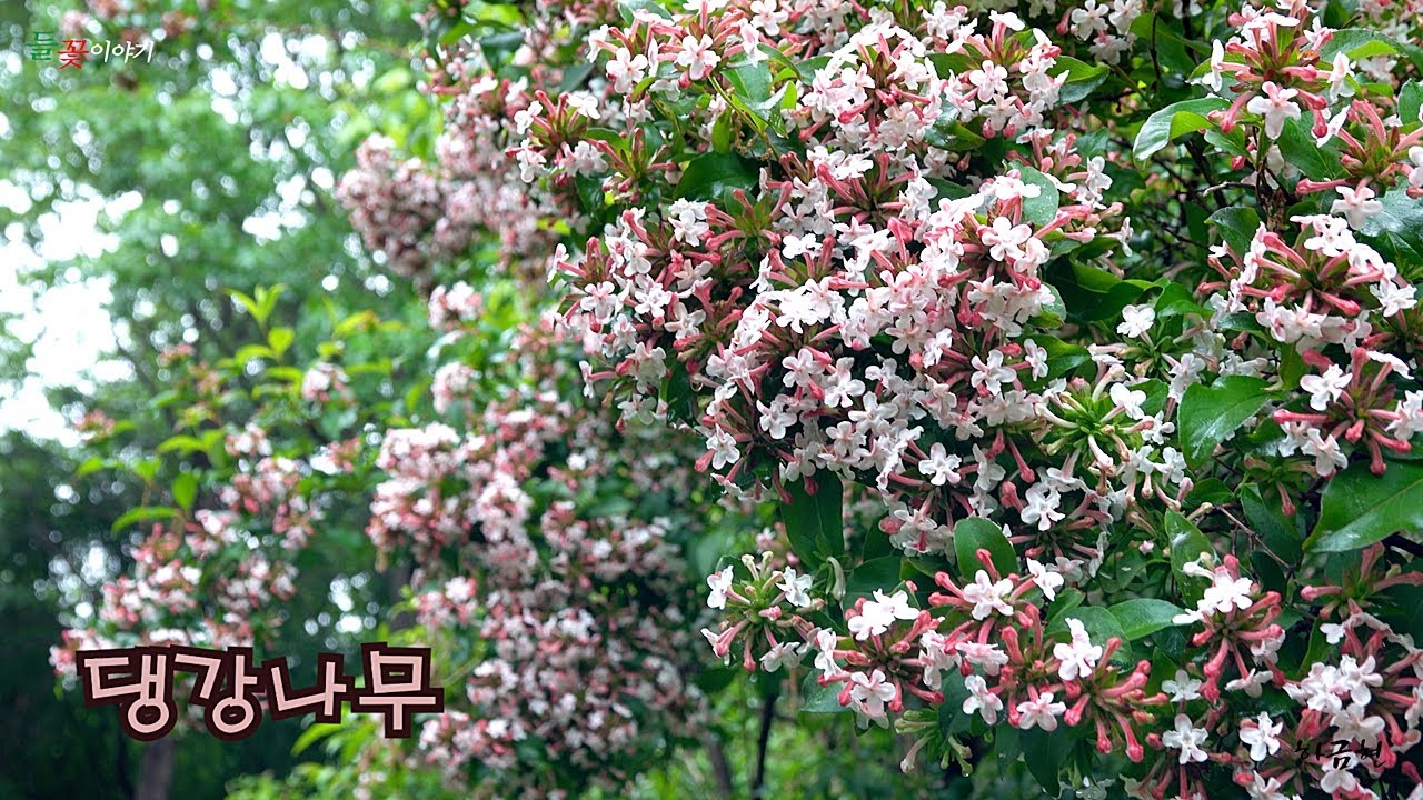[ 들꽃이야기159번째 | 댕강나무1 ] 가지를 꺽을 때 '댕강' 소리를 내며 부러진 다고 해서 붙여진 이름으로 꽃말은 '평안함', '환영'이다.