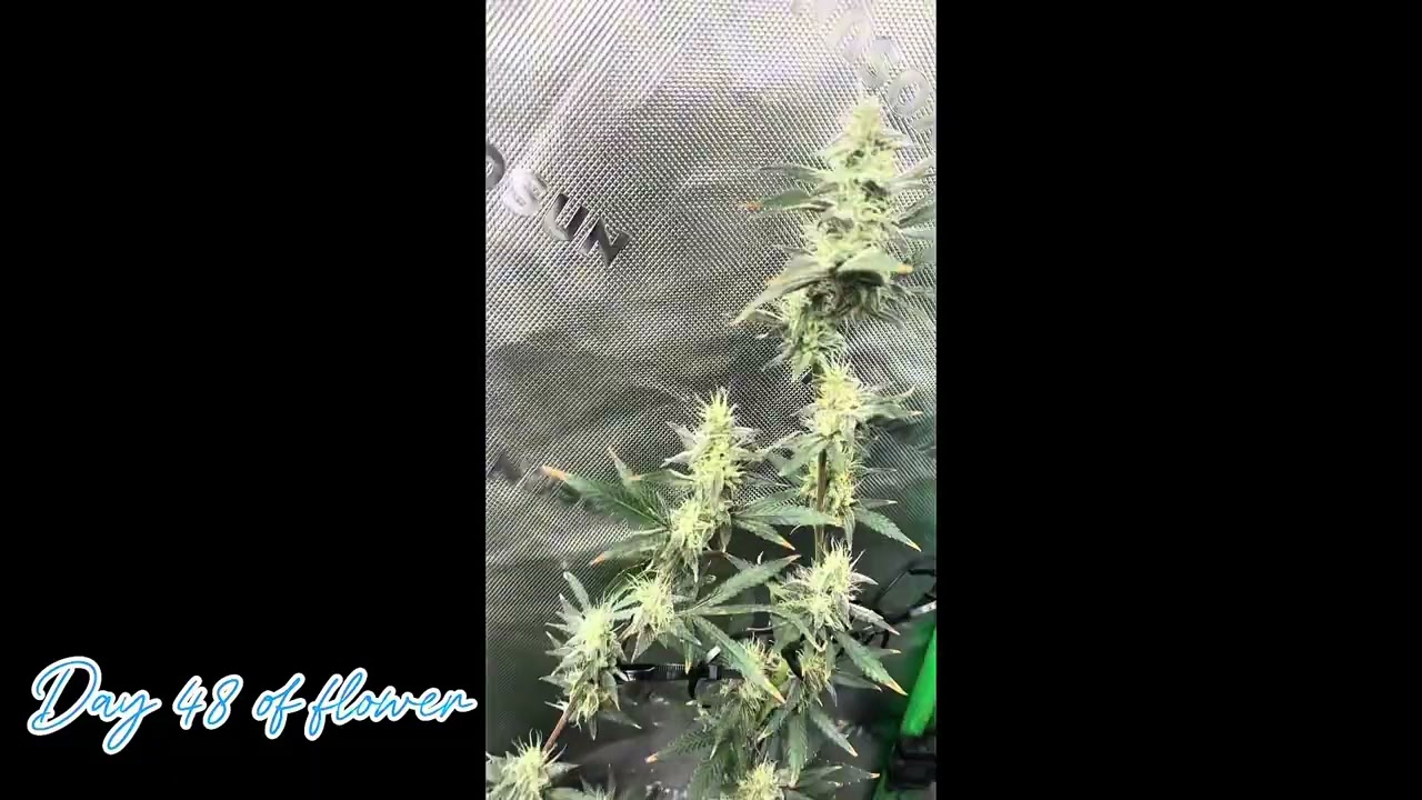 SEED TO HARVEST:GREEN CRACK FIRST EVER GROW!!!!!!!!!!!