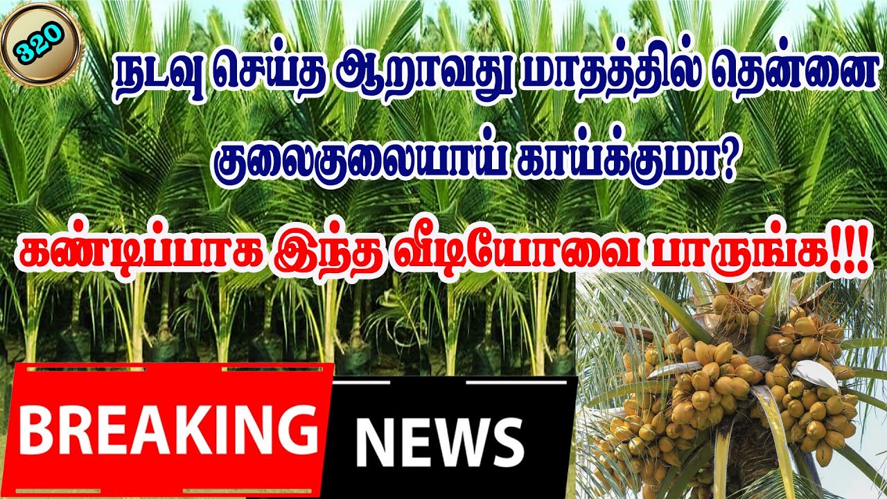 நடவு செய்த ஆறாவது மாதத்தில் தென்னை குலைகுலையாய் காயிக்குமா? #organicfarming#pasumaibhoomi#quicker