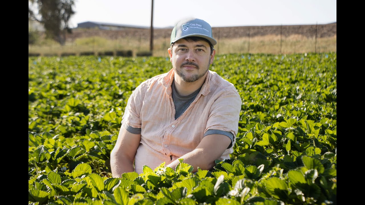 Life Cycle Assessment in CA Strawberry • Elias Marvinney, UC Davis Civil & Environmental Engineering