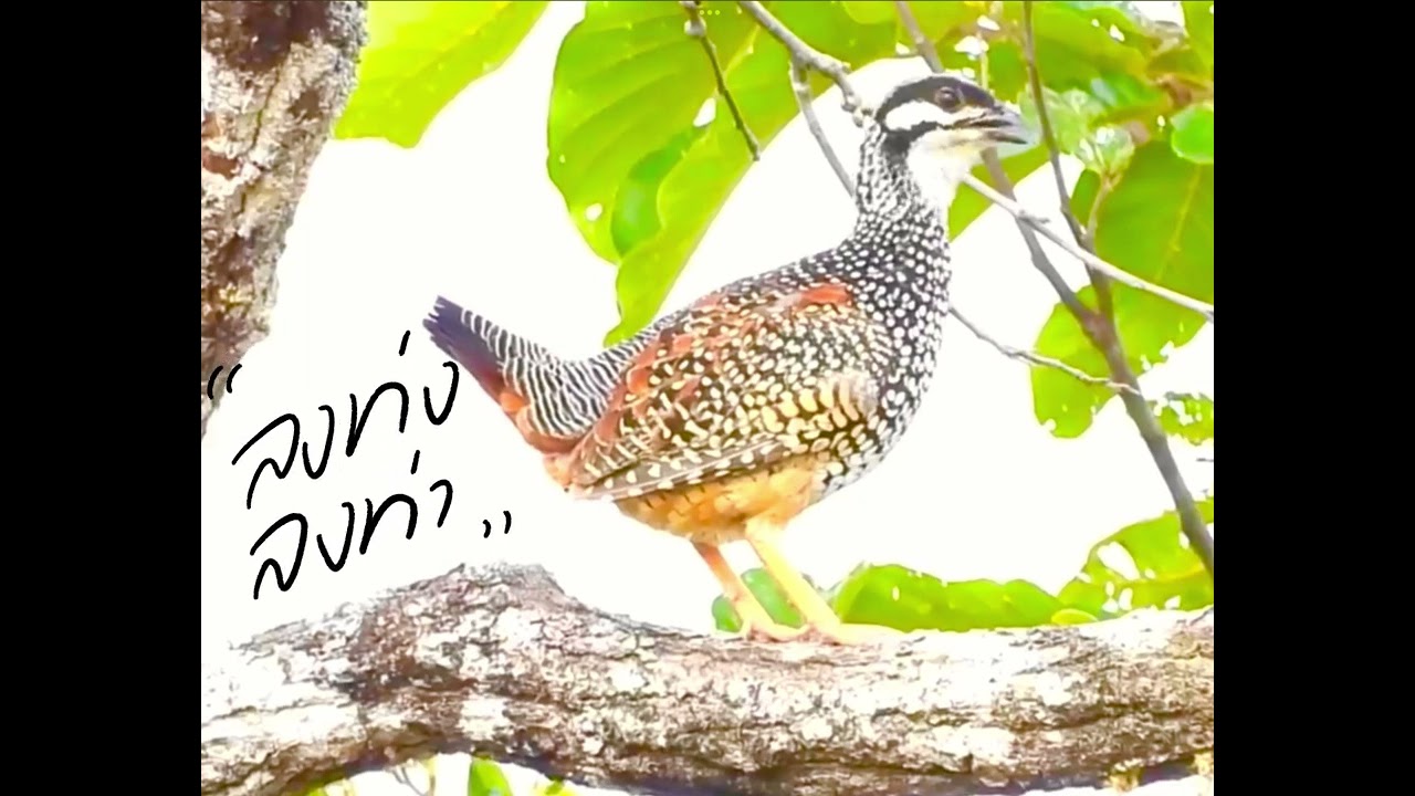 เสียงต่อนกกระทาทุ่ง 2022 ไม่มีเสียงรบกวน