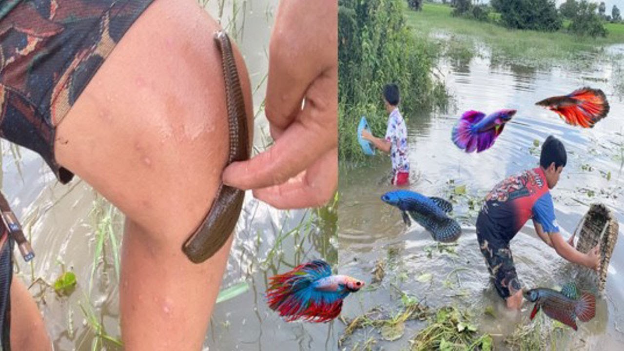 Catching Rare Wild Betta Fish in the Pond Turns Scary When Leech Attacks!😱