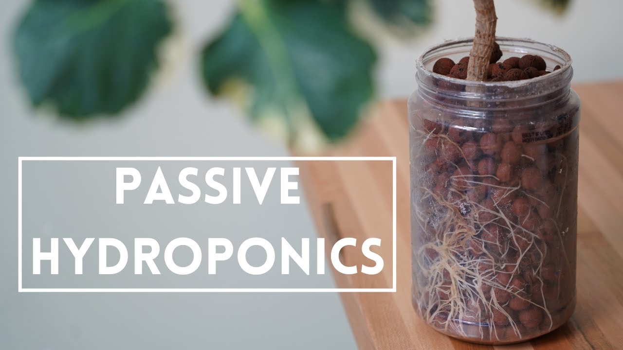 How To Transition Plants To Passive Hydroponics
