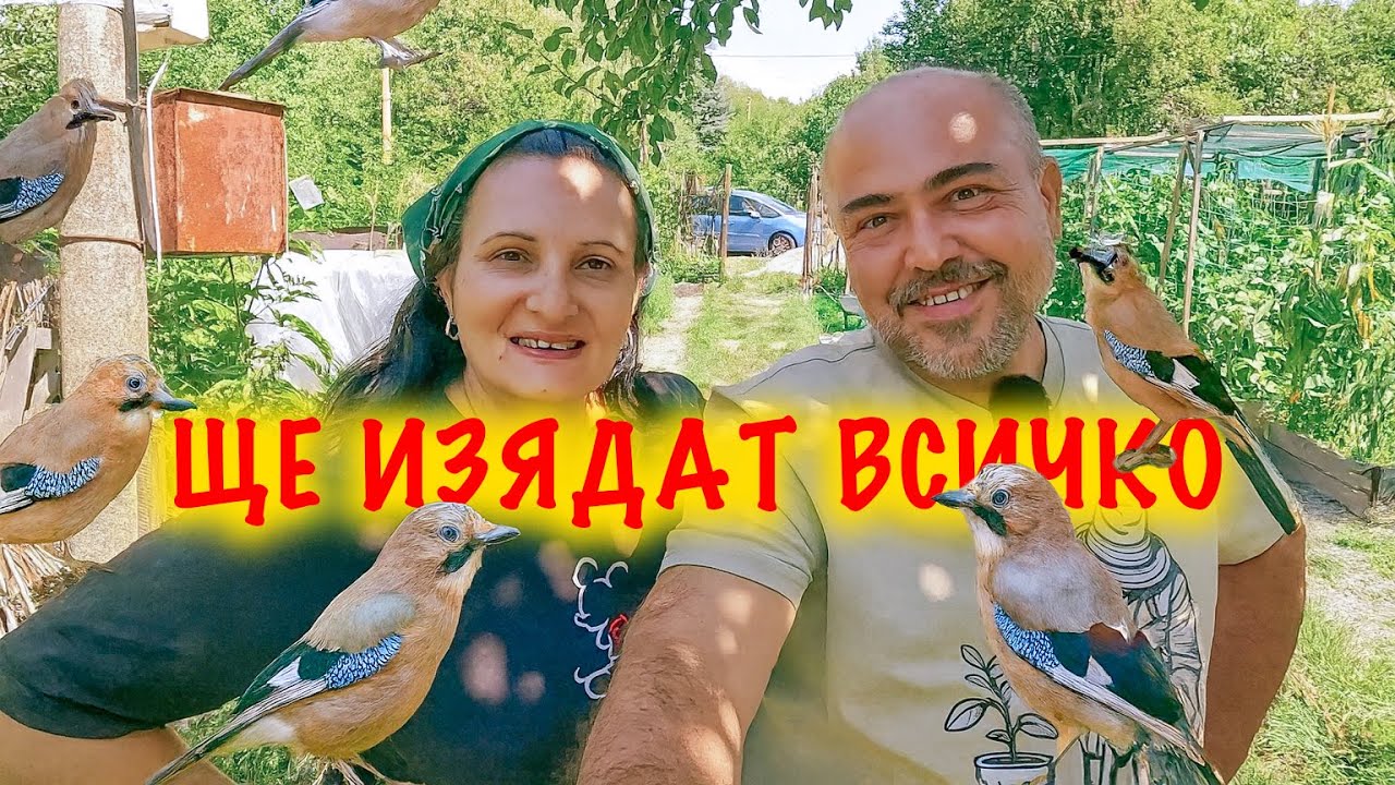ПАК НЯКОЙ НИ ЯДЕ ГРАДИНАТА! Как се предпазваме от птиците.