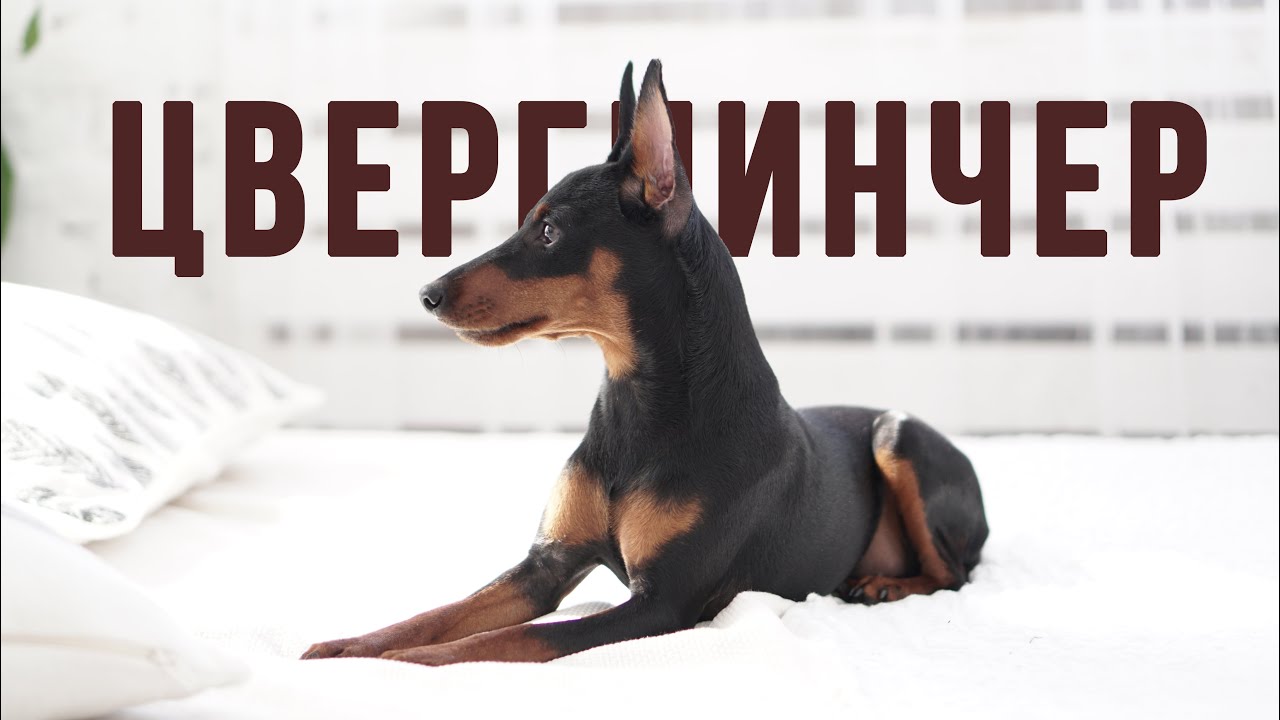 ЦВЕРГПИНЧЕР [1]. Вся правда о породе. Рассказ опытного владельца