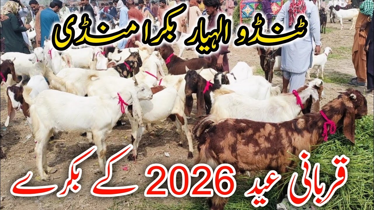 Tando AllaHyar Goat Market Sacrifice Goats of Eid 2026 Masha Allah Very Beautiful Today's Rate