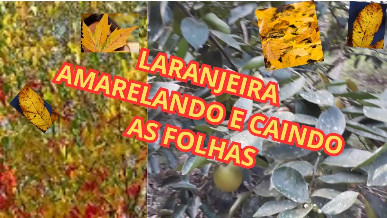 Pés de laranja amarelando e caindo as folhas, o que deve ser feito para não perder a planta