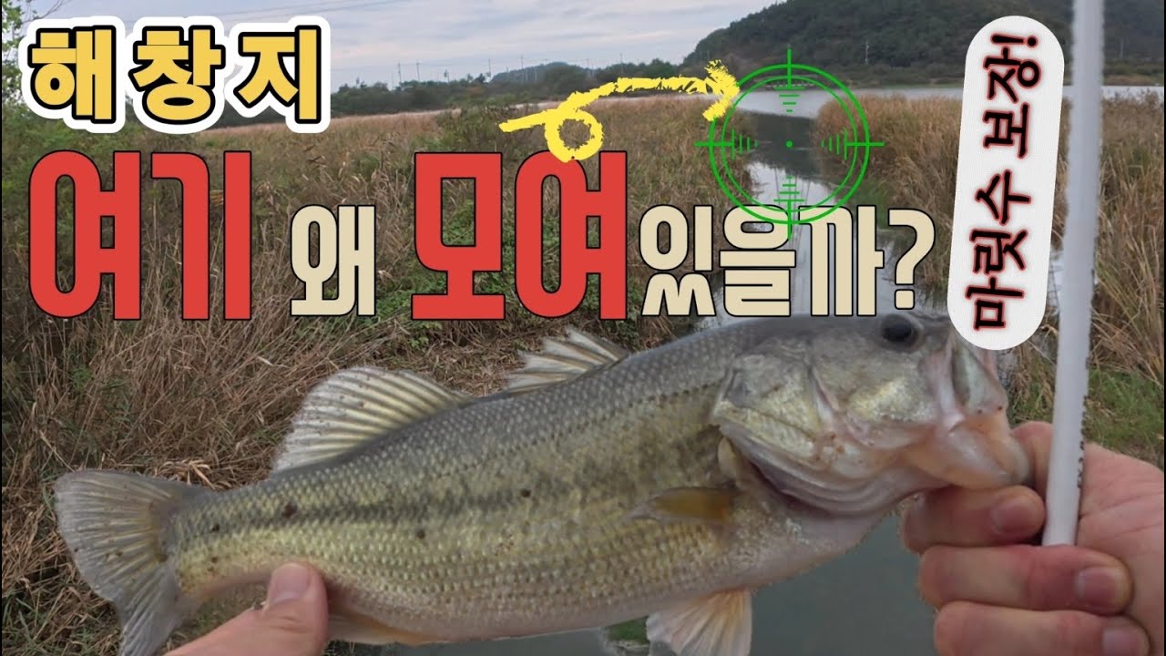 🦔 배스들이 왜 여기에 모여있는거죠? 마릿수 보장^^ [ft.대호만 해창지] ep. 24-41