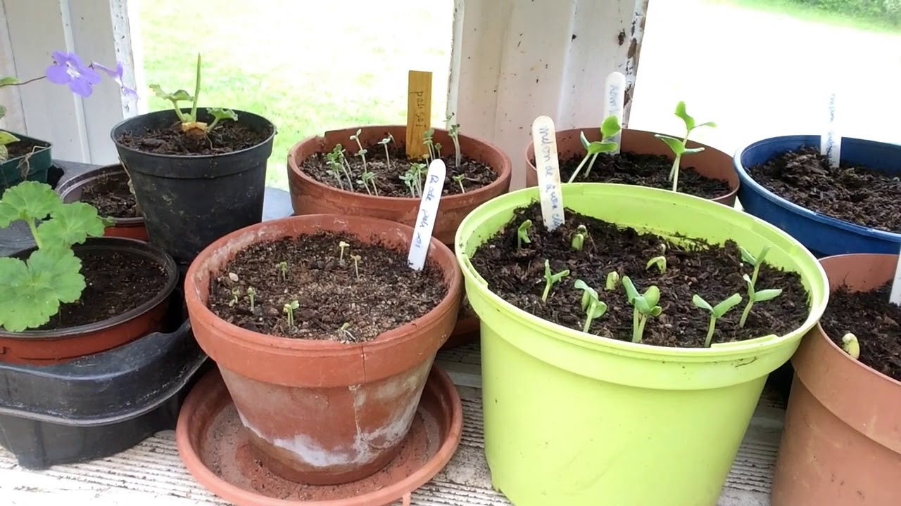 Ini's moestuin #10 Uitdunnen worteltjes, bietjes, radijsjes. Peterselie buiten zaaien.