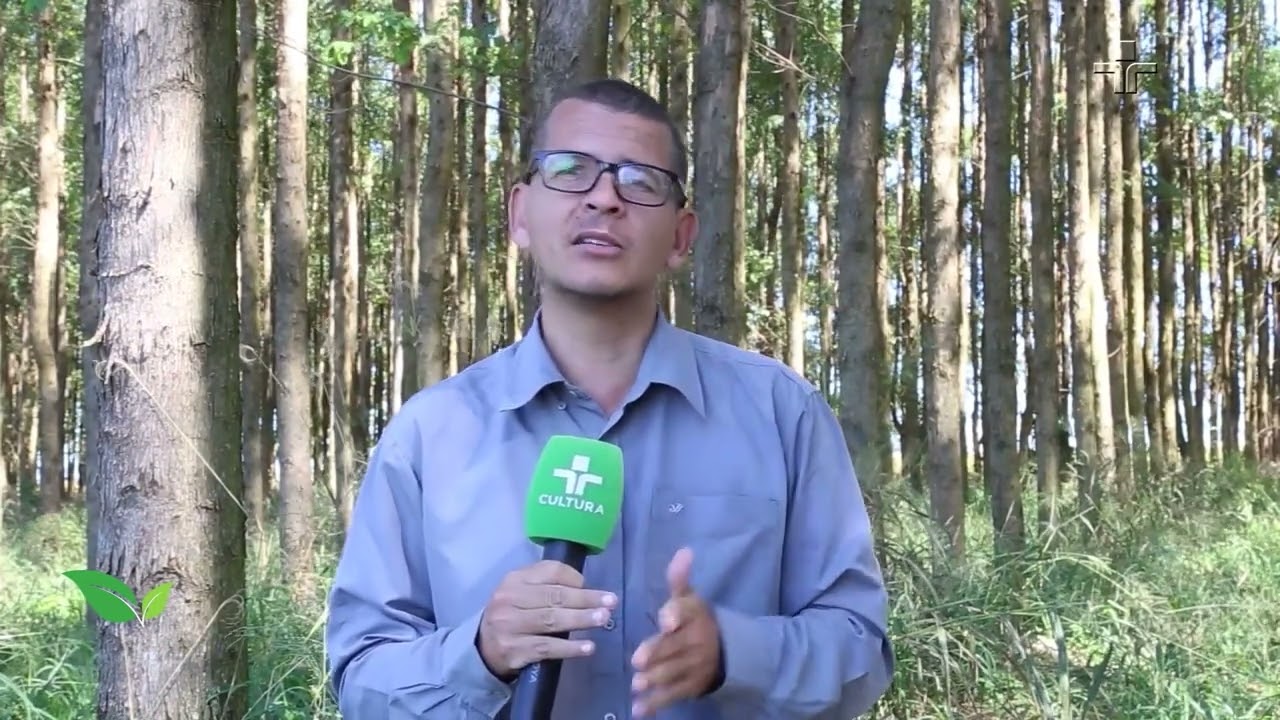 Silvicultura: entenda o estudo para restaurar e melhorar as florestas