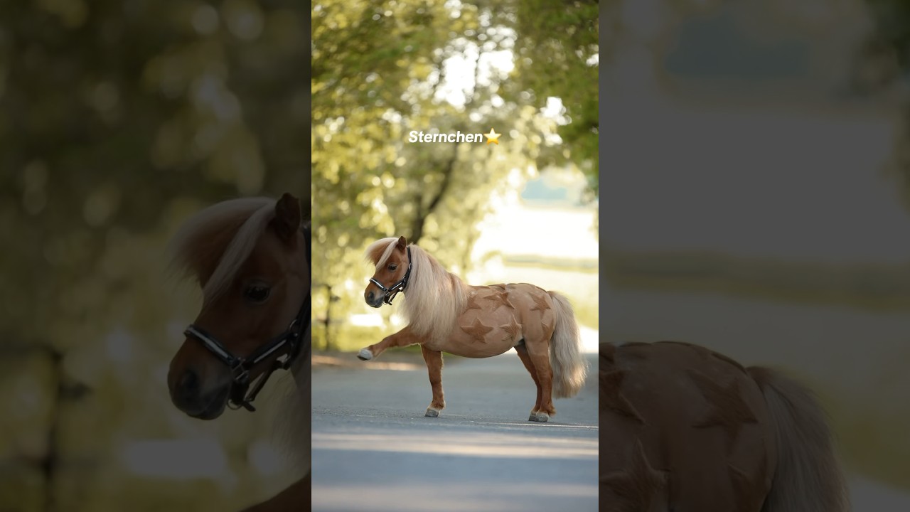 Kommentiert wie euer Pferd hei&szlig;t !🥰 #pferd #pony #name #horse #equestrian