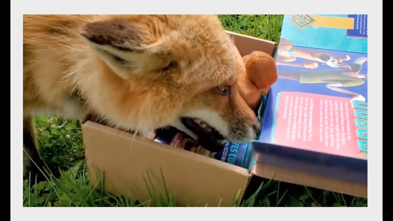 Each Fox gets a BarkBox Surprise!
