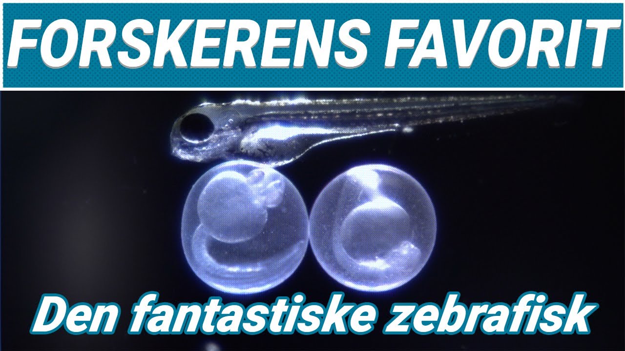 Zebrafisk g&oslash;r os klogere p&aring; hjertesygdomme  | FORSKERENS FAVORIT