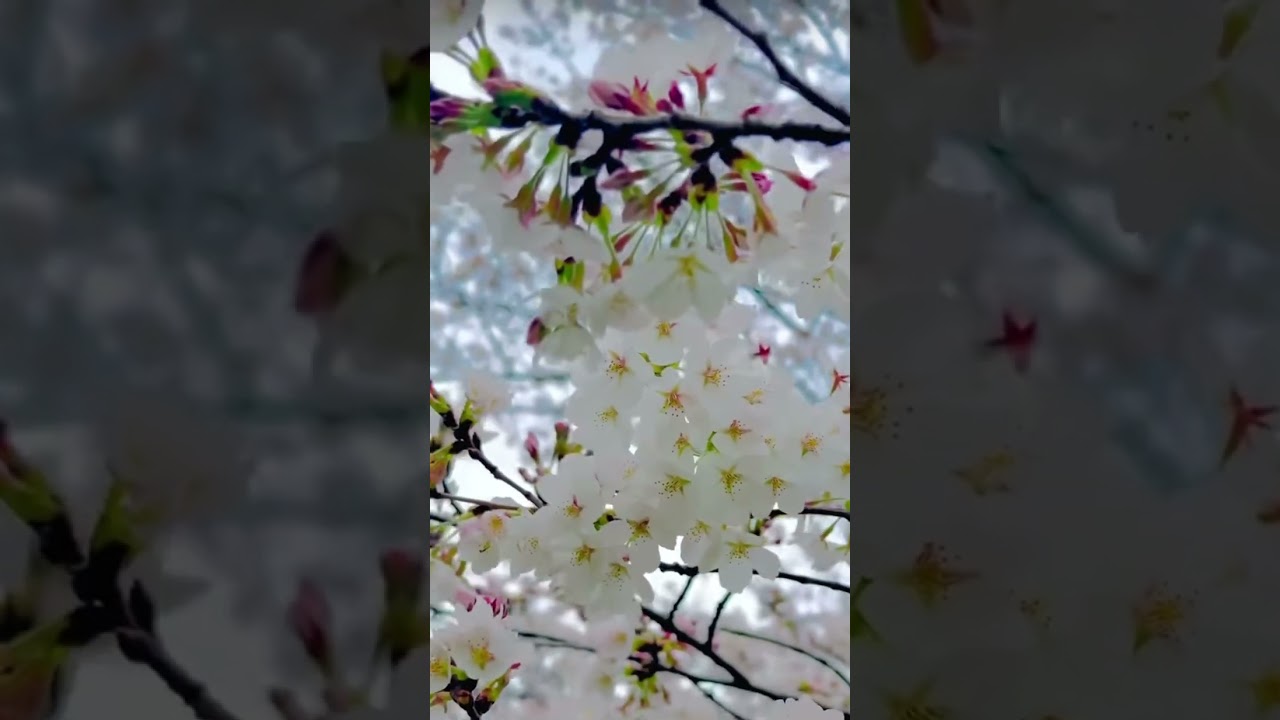 Cherry blossoms in Okazaki-Aichi