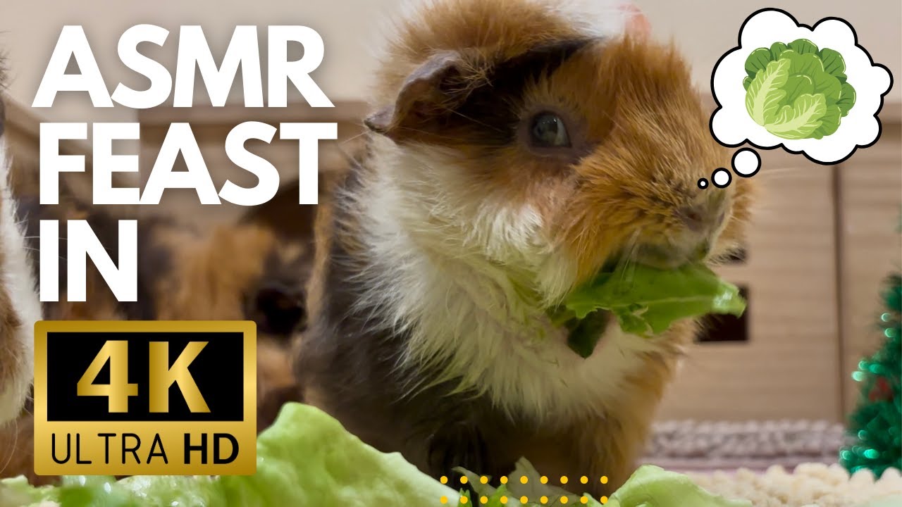 3 Guinea Pigs Eating Butterhead Lettuce 🥬 | Gentle ASMR in 4K