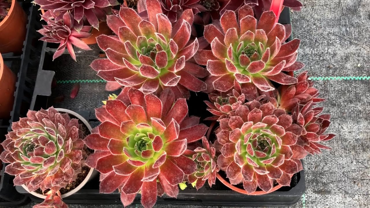 Succulents | Sempervivums & Sedums