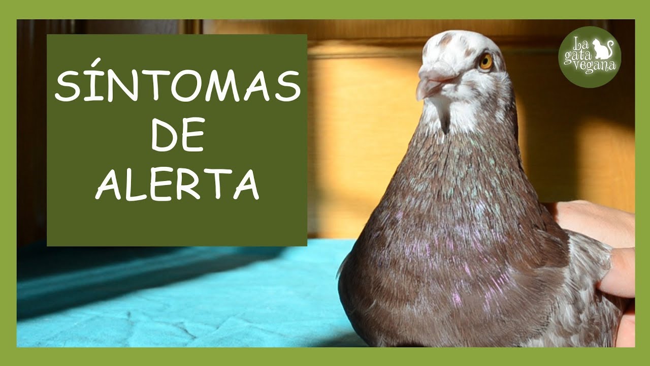 CÓMO SABER SI UNA PALOMA O TÓRTOLA ESTÁ SANA | SÍNTOMAS DE ALERTA DE ENFERMEDAD | LA GATA VEGANA