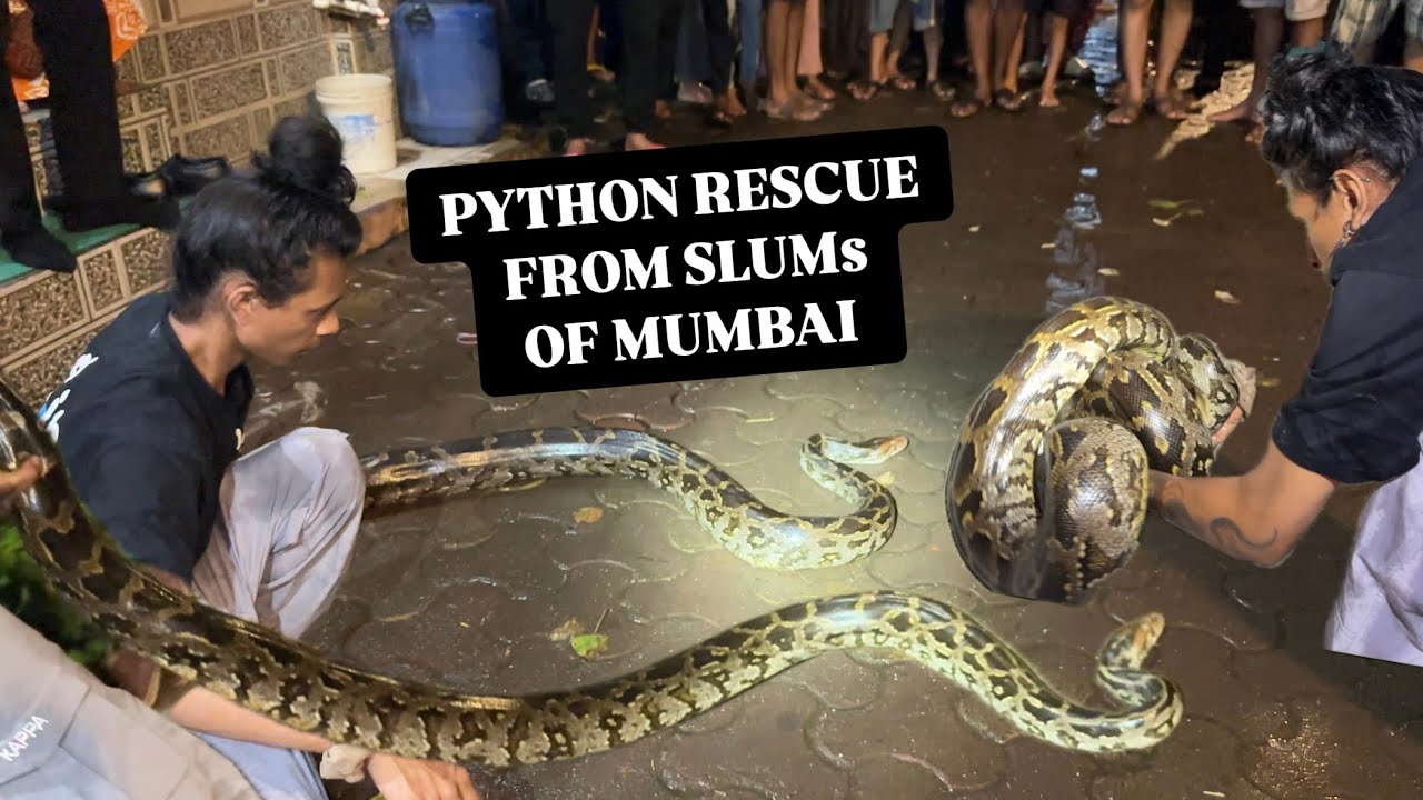 10Ft LONG PYTHON FOUND IN MUMBAI SLUMS