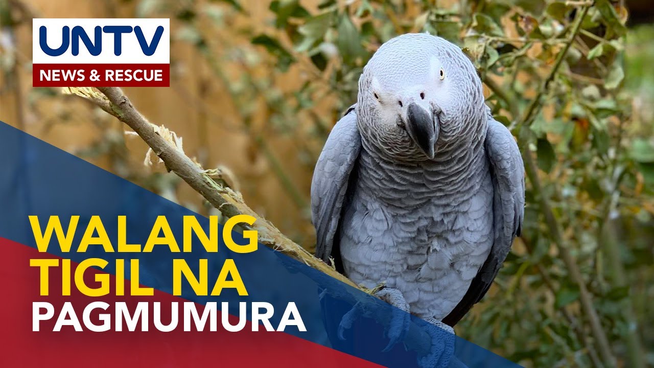 5 parrots, inalis sa isang British wildlife park matapos magtungayaw