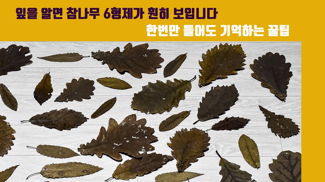 평생 안 잊는 참나무 구별법(2)---참나무 잎 기억법