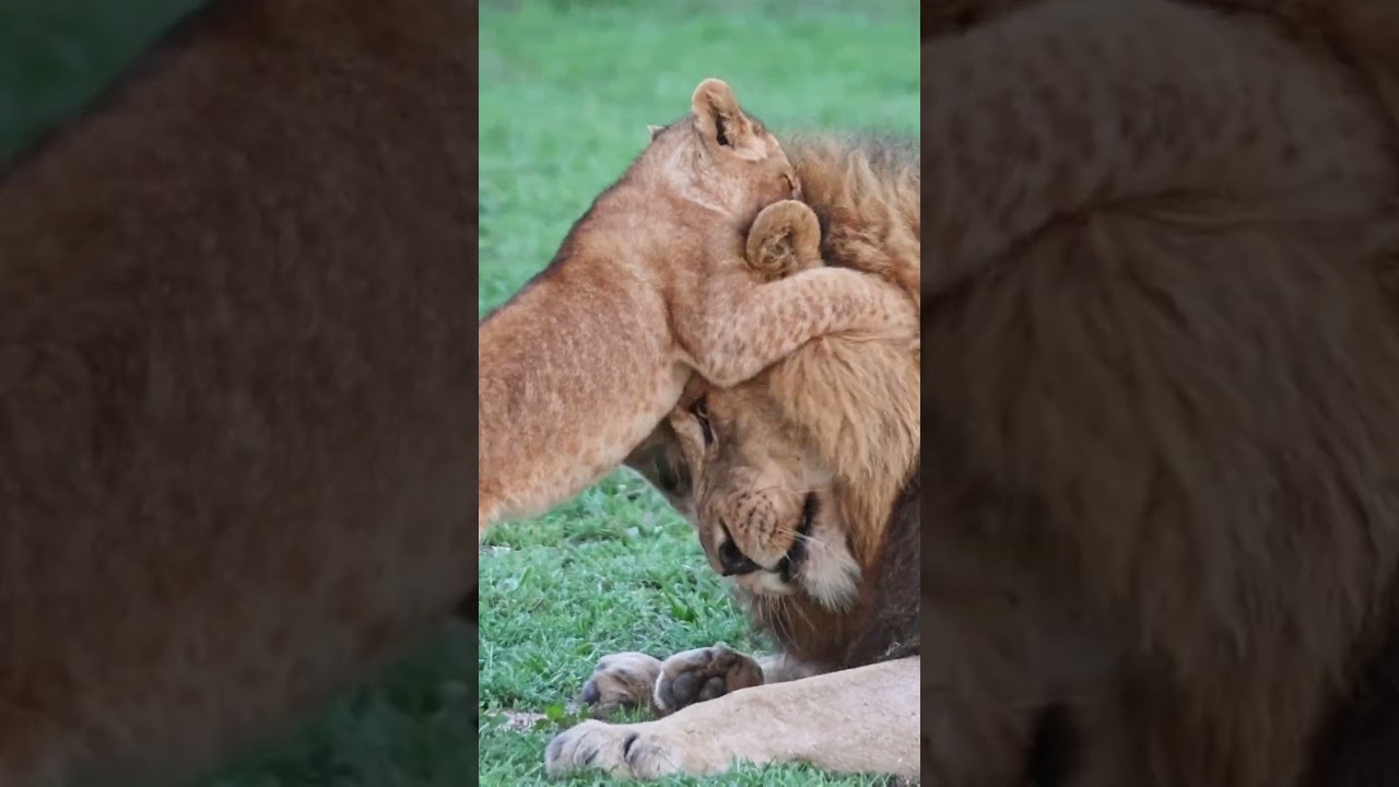 Lion Cub Attacks Dad's Face  😂