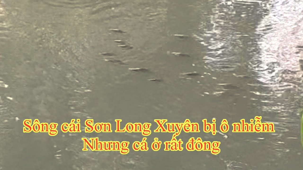 Nguồn nước bị ô nhiễm nặng nhưng cá vẫn sống | kim vi