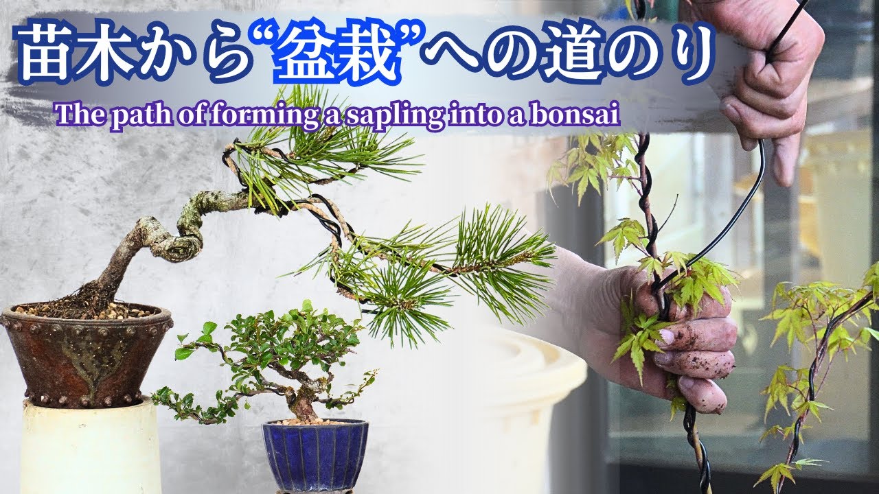 ”盆栽”をつくる第一歩～人によって樹によって異なるそれぞれのカタチ～