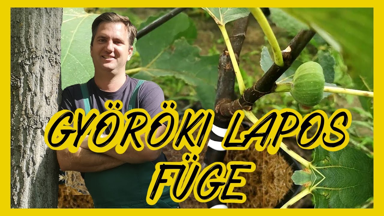 Györöki Lapos Füge (Ficus carica) - fává nevelhető