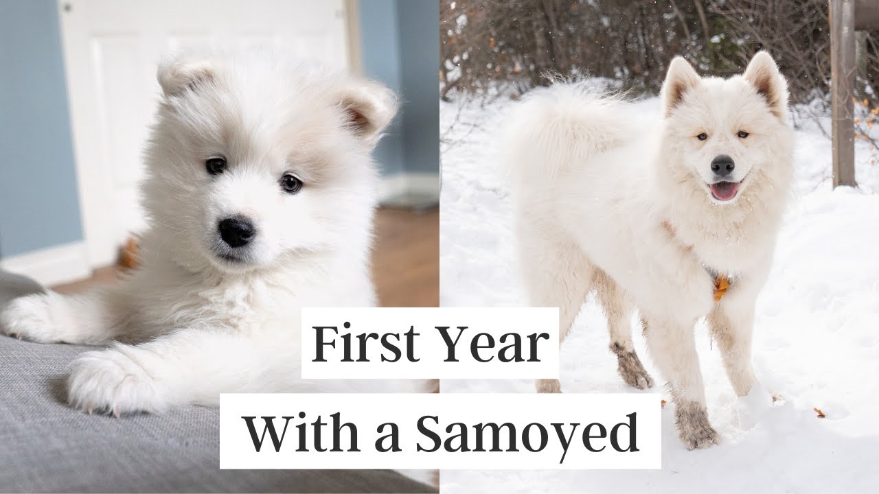 First Year with a Samoyed Puppy (8 weeks to 1 year)