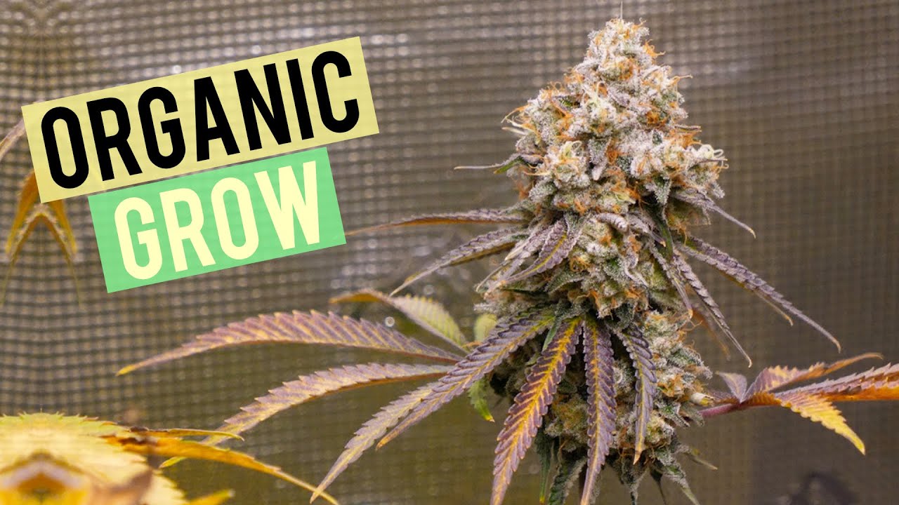 Organic Cannabis Grow: Flowering Stage & Harvest Results!