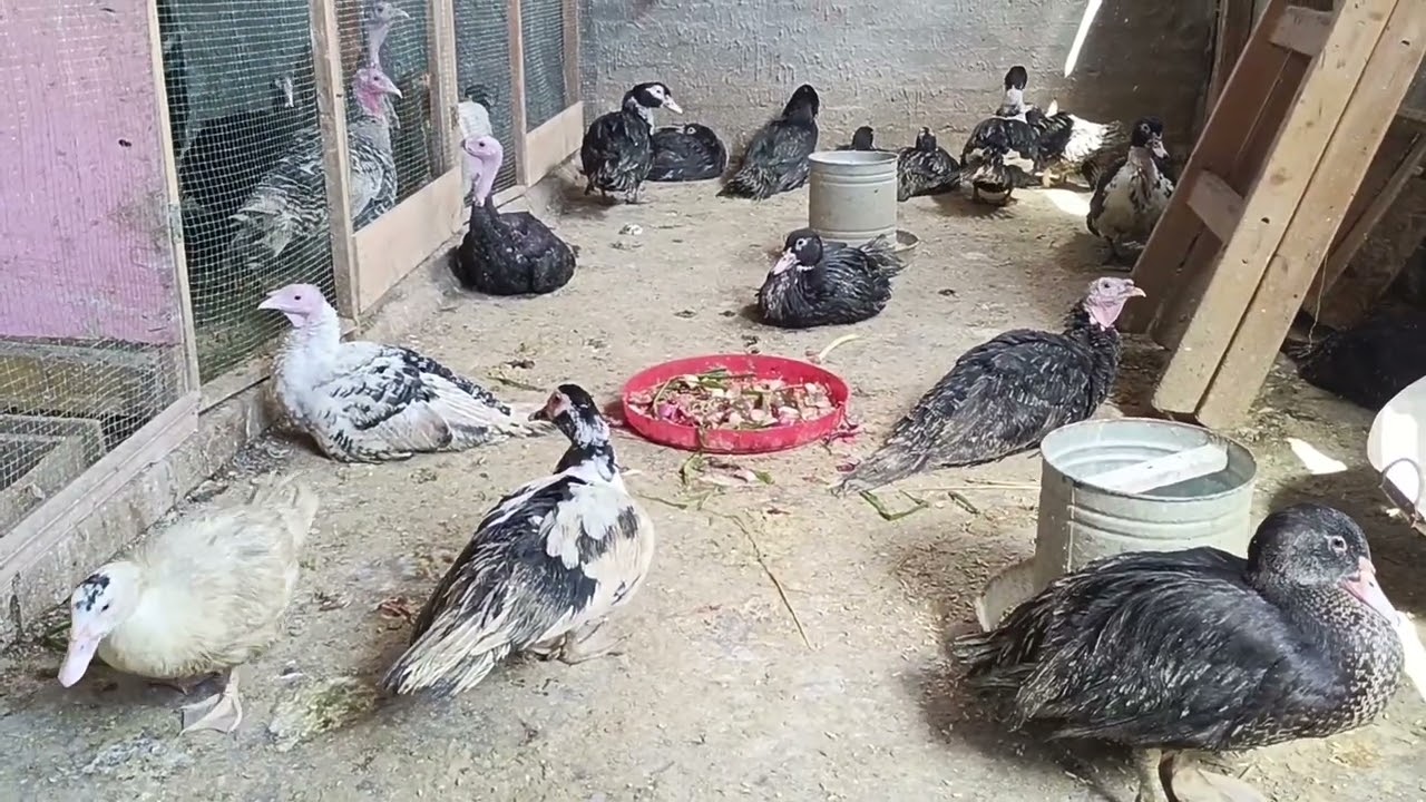 مشروع البط بكل تفاصيله