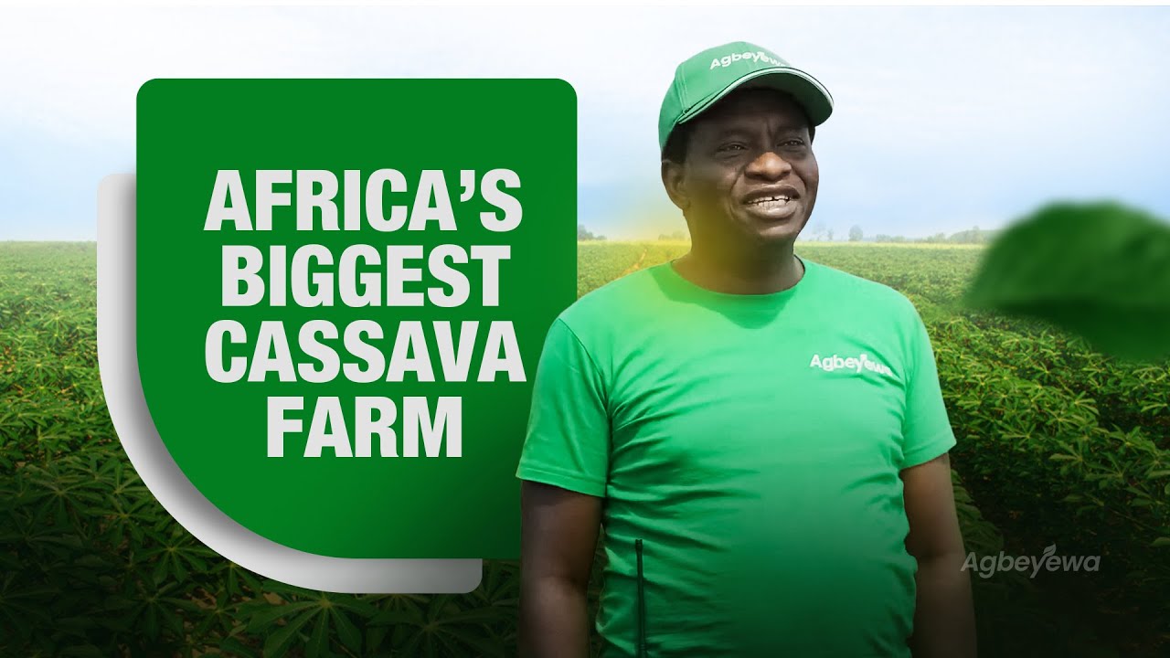 Inside Africa’s Largest Cassava Farm | Agbeyewa