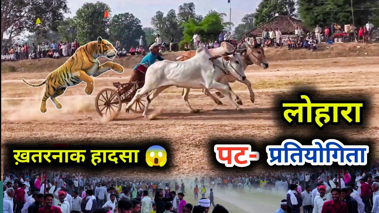 लोहारा पट प्रतियोगिता , पट में  आया आदमखोर शेर 😱,बैल जोड़ी प्रतियोगिता, पट की बैल जोड़ी