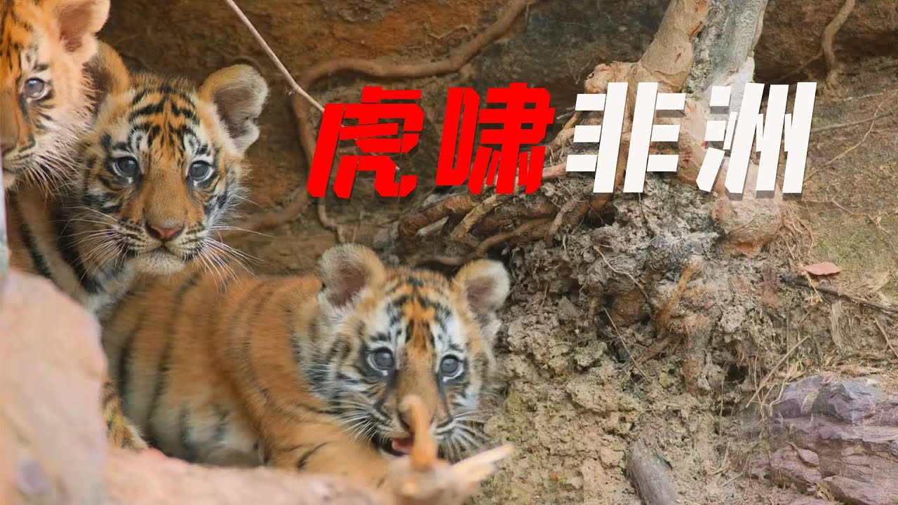 2003年瘋狂動物實驗，將兩隻老虎帶入非洲，就像是來到了自助餐廳