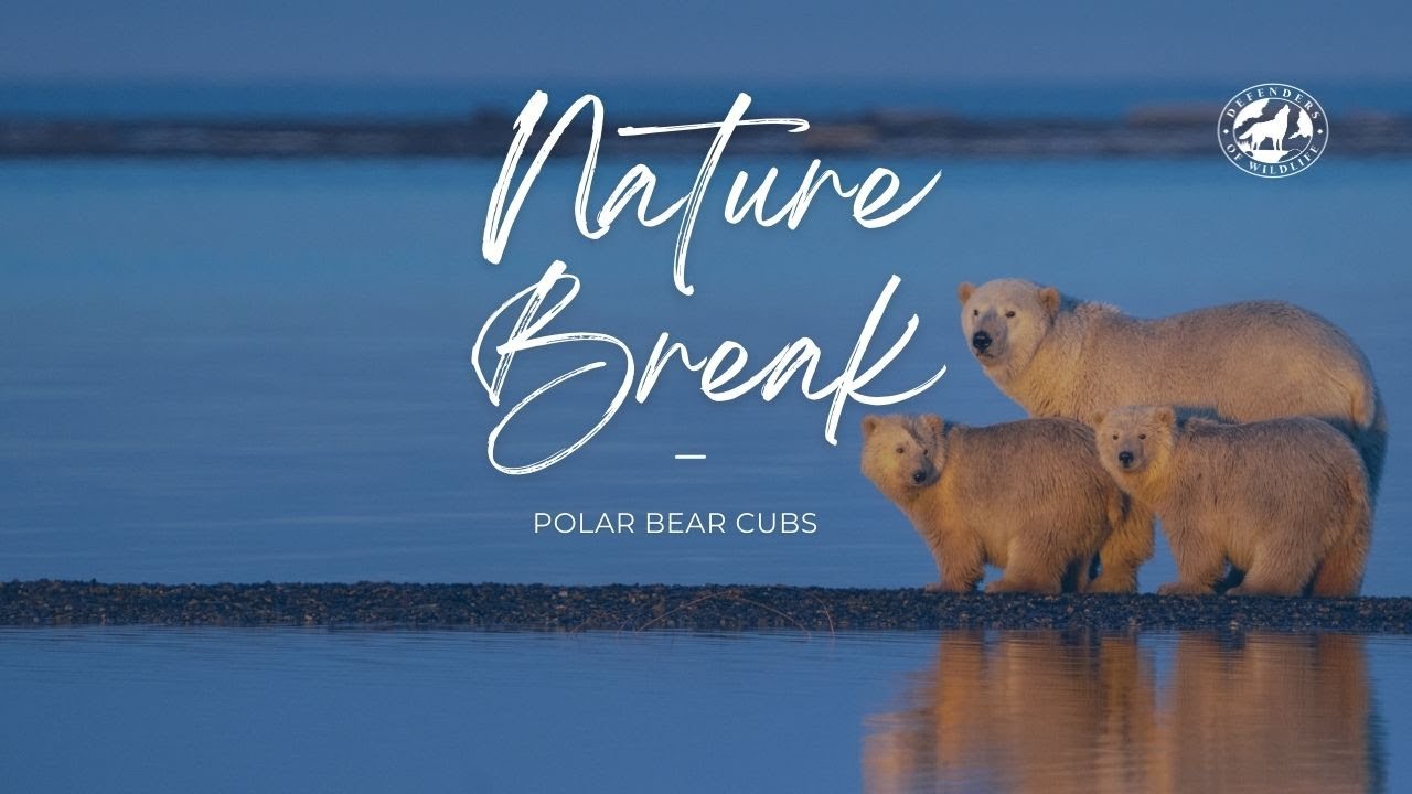 Nature break: Polar bear cubs playing