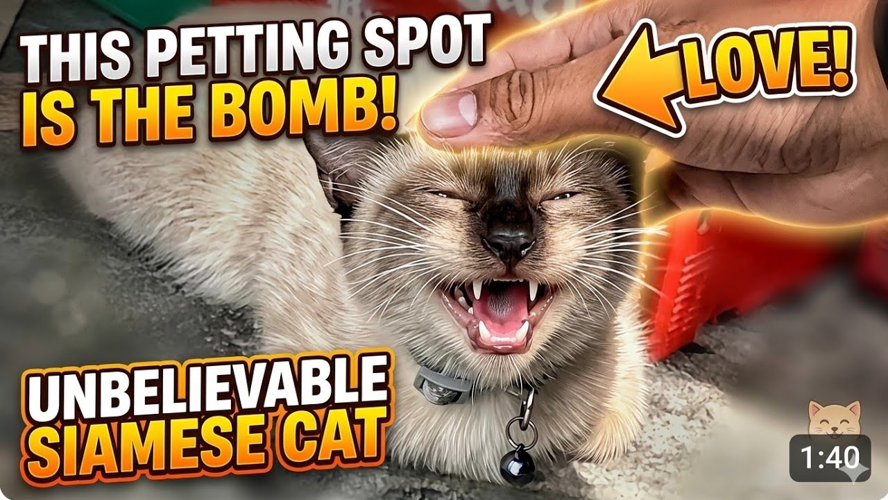 “I Met a Friendly Siamese Cat… So Cute! 💖🐱”