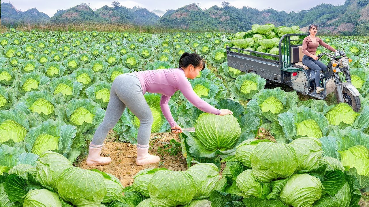 Harvest 200+ Large Cabbages on Local Farm Using Truck Transport to Deliver Fresh Produce for Sale