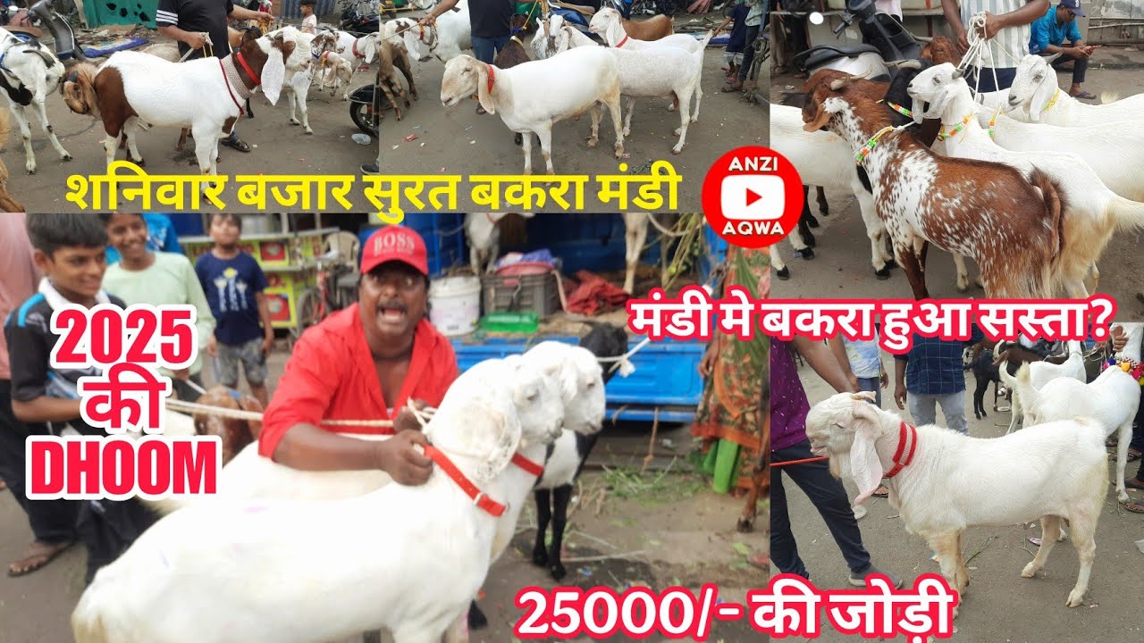 Saniwari Bazaar Surat Bakra Mandi 2025 | Sachin Bakra Mandi 2025 | #anziaqwa
