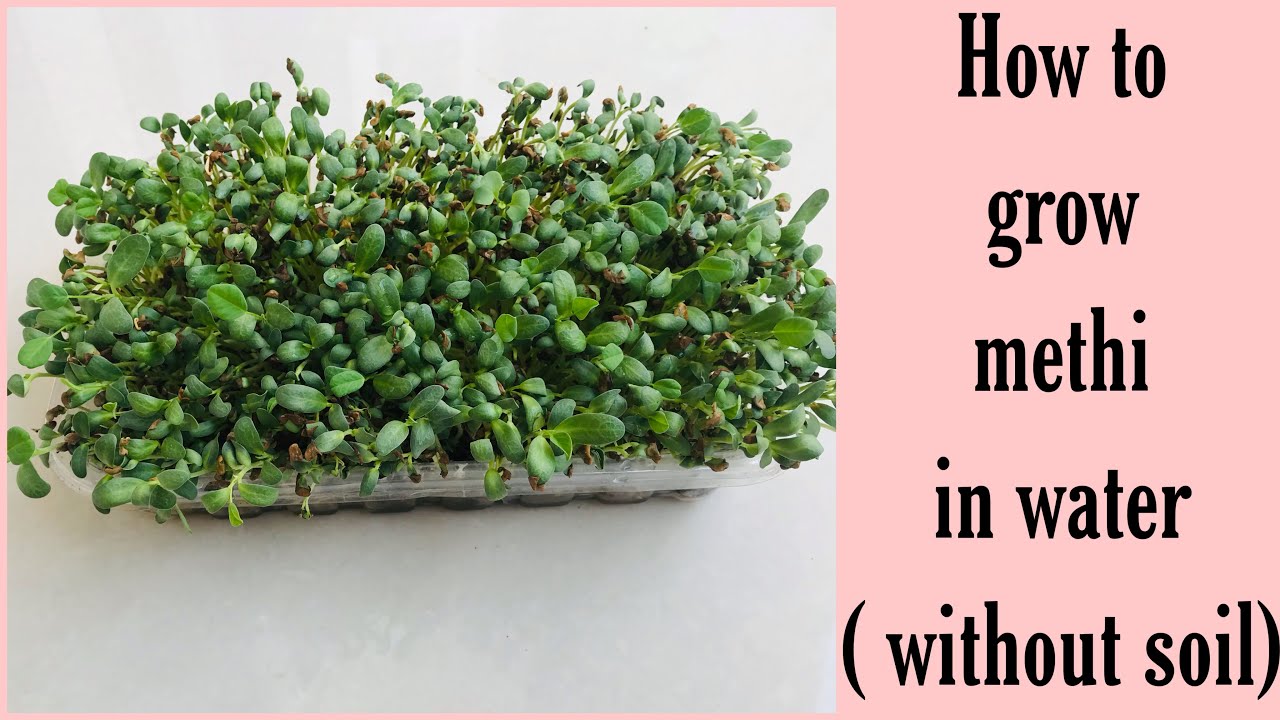 How to grow methi in water | growing fenugreek (methi) without soil | hydrophonic method