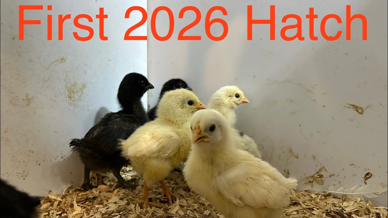 Hatching Our First Batch of 2026 Chicken Eggs