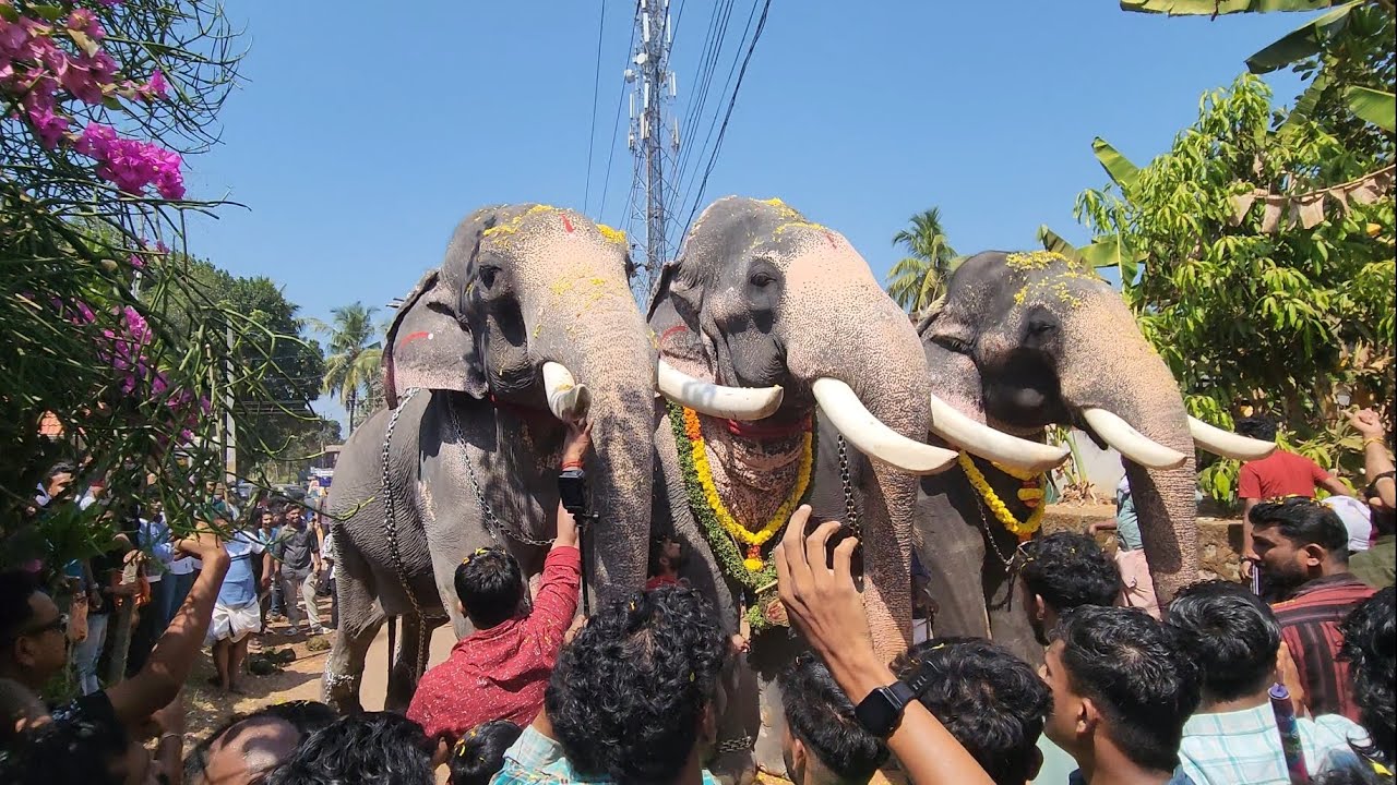 Anayadi Pooram 2024 | പൂരത്തിനു ആനകൾ വരുന്ന കാഴ്ചകൾ