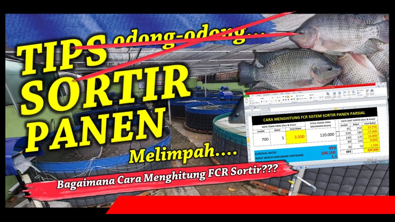 Panen Sortir - Panen Parsial - Hitung FCR | Kolam Bioflok Ikan Nila