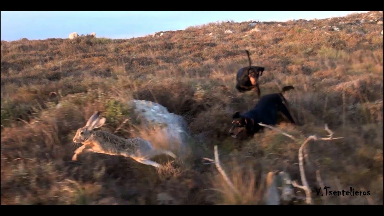 ΕΛΛΗΝΙΚΟΣ ΙΧΝΗΛΑΤΗΣ