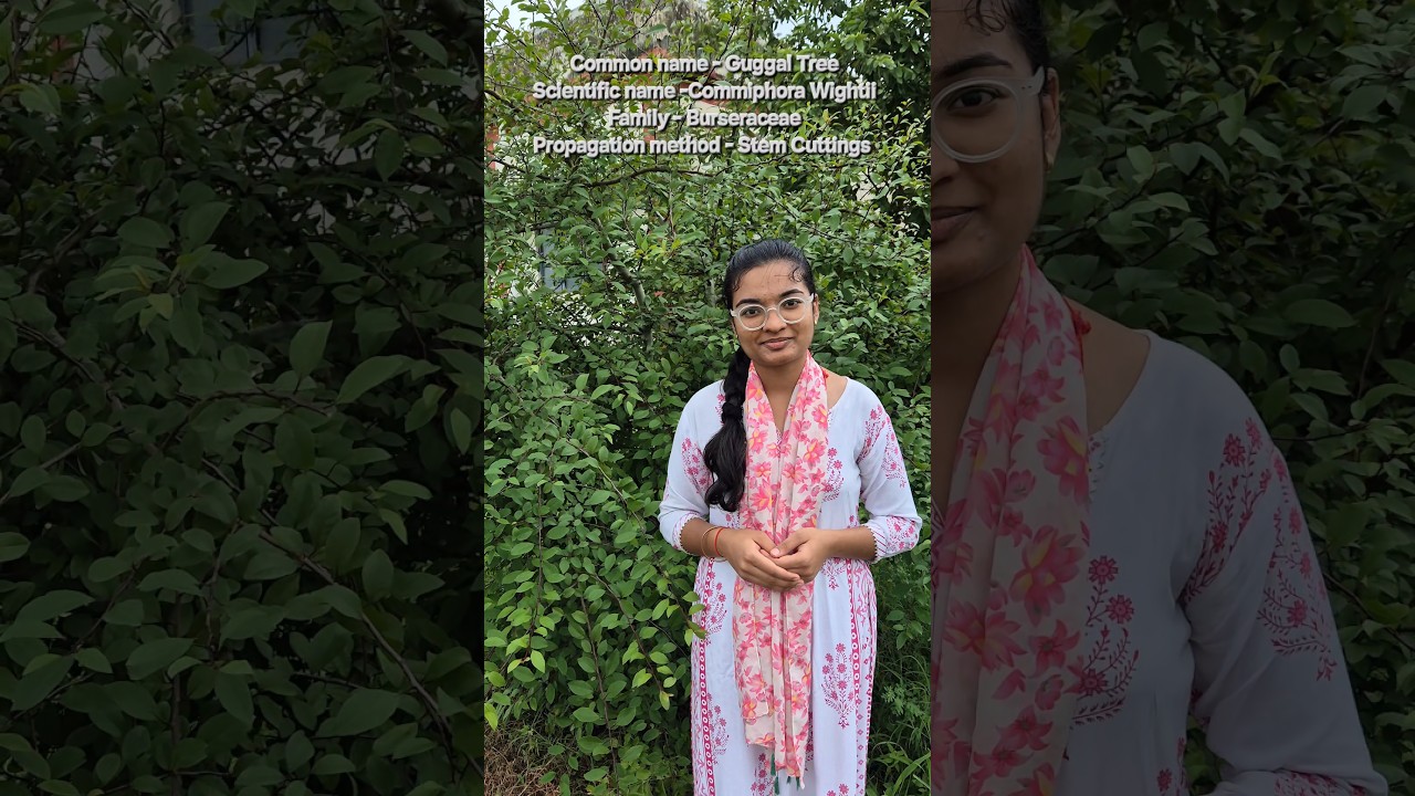 🌱Guggal Tree 🌲 #horticulture #shorts #education #viral #farming #khetibadi #plant #tree #guggul#agro