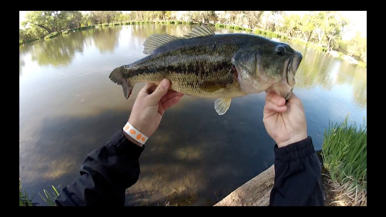 Top Water Bass Fishing with Spro Frogs